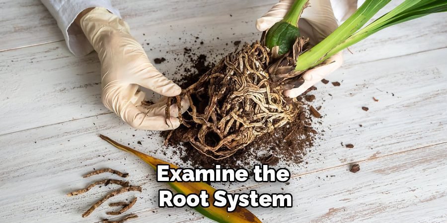 Examine the 
Root System