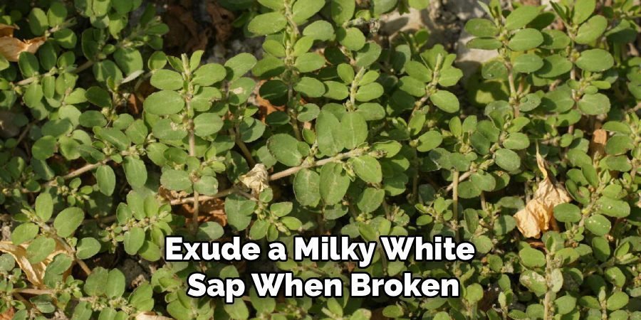 Exude a Milky White 
Sap When Broken