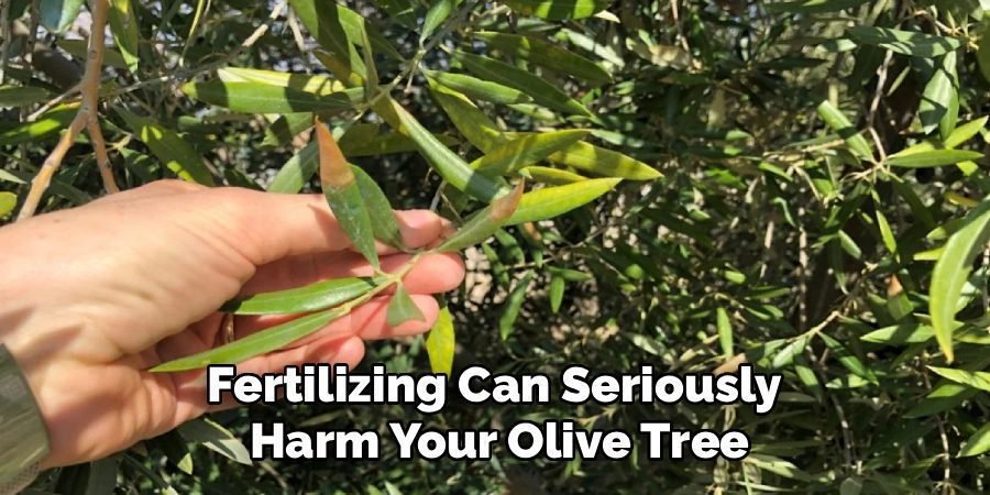 Fertilizing Can Seriously
Harm Your Olive Tree