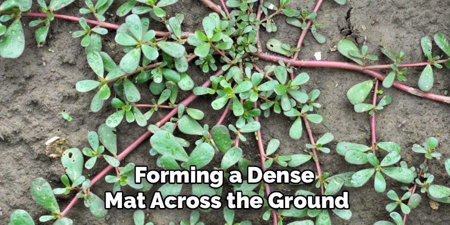 Forming a Dense 
Mat Across the Ground