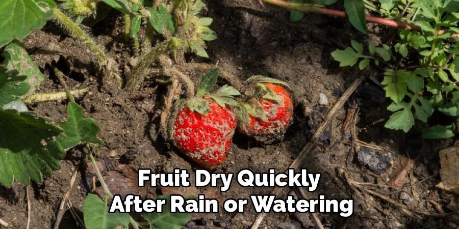 Fruit Dry Quickly 
After Rain or Watering
