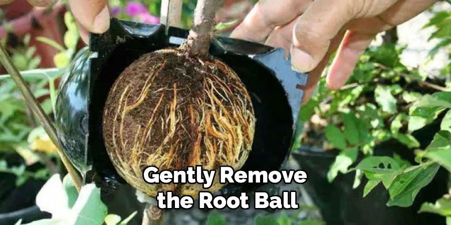 Gently Remove
the Root Ball
