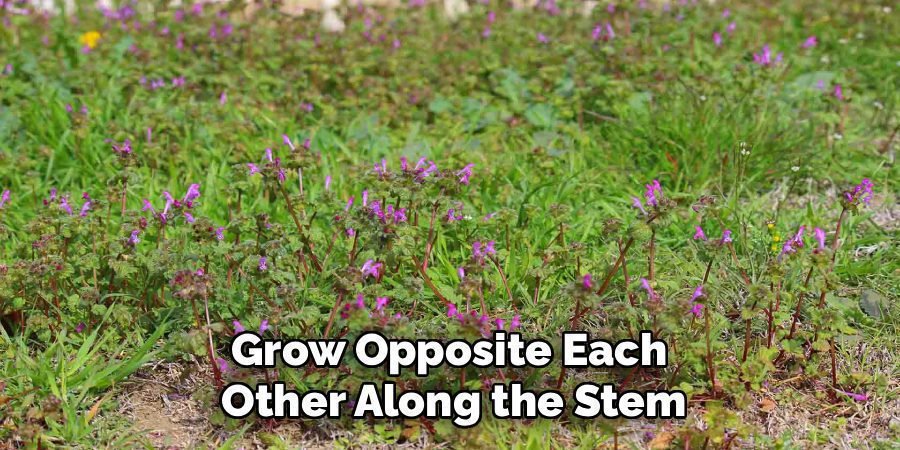 Grow Opposite Each
Other Along the Stem