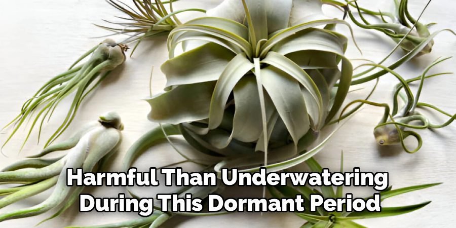 Harmful Than Underwatering
During This Dormant Period