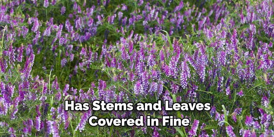 Has Stems and Leaves 
Covered in Fine