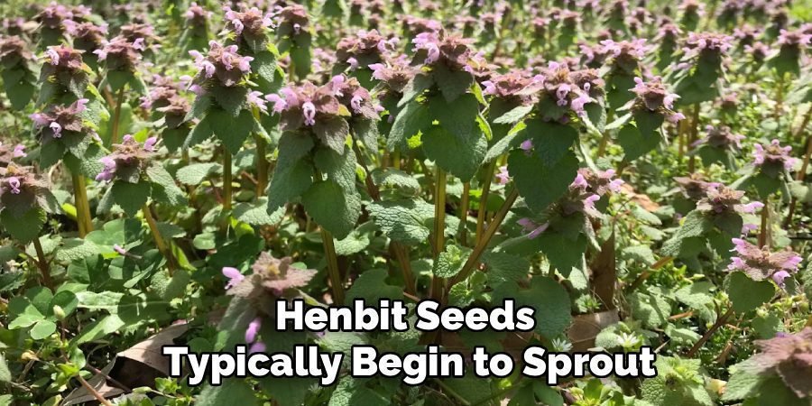 Henbit Seeds
Typically Begin to Sprout