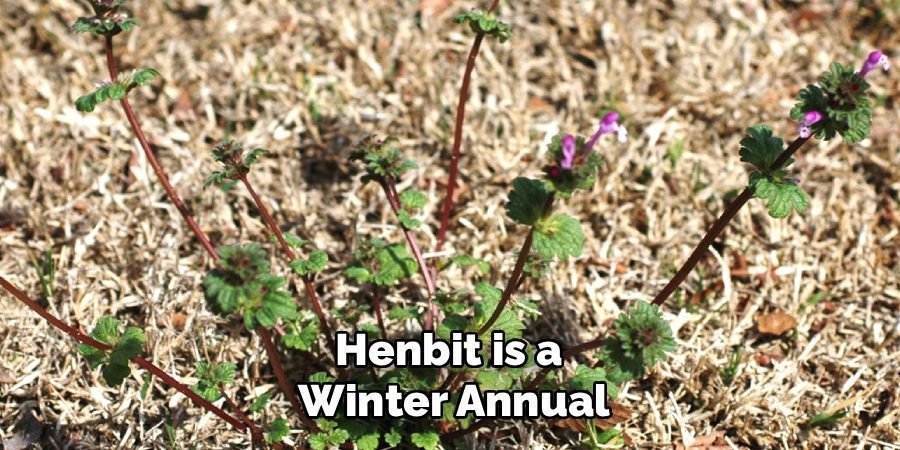 Henbit is a
Winter Annual