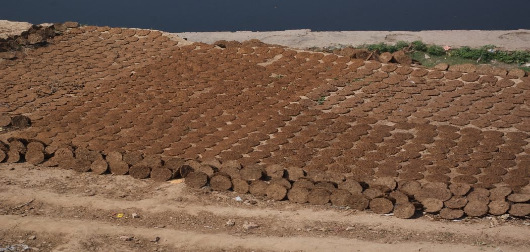How To Dry Cow Dung Fast