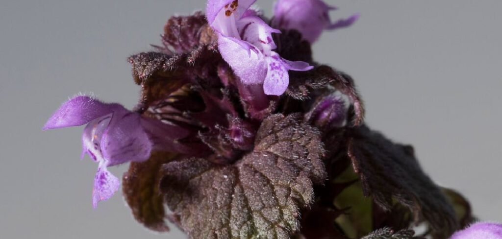 How To Kill Purple Dead Nettle