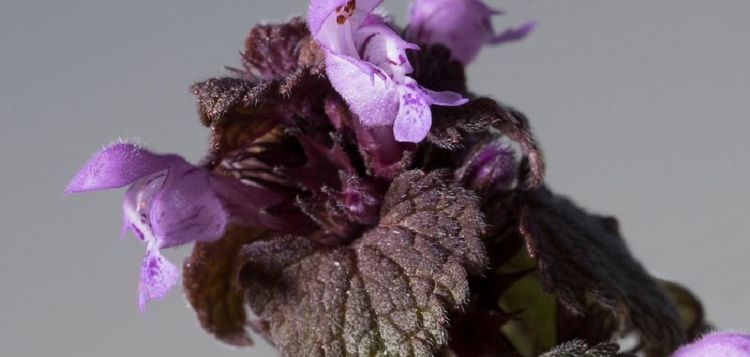 How To Kill Purple Dead Nettle