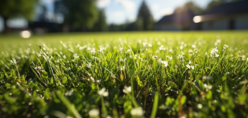 How to Add Mycorrhizae to Lawn