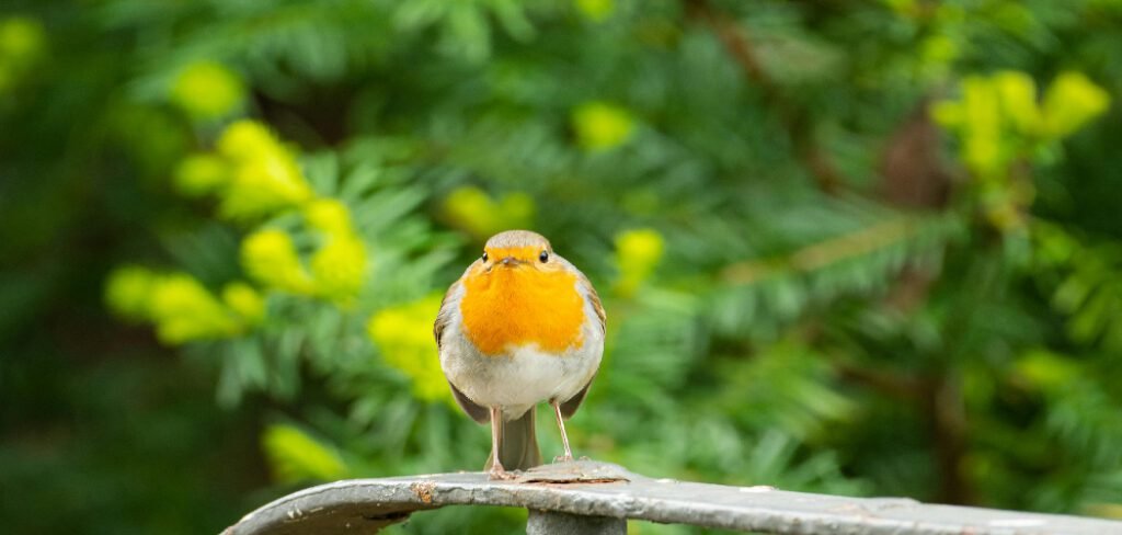 How to Attract Robins to Your Garden
