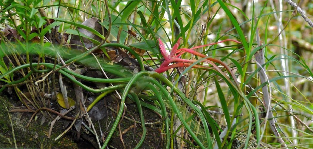 How to Care for Air Plants in Winter
