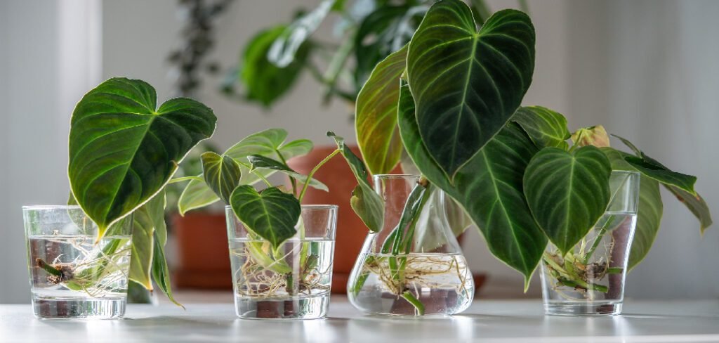 How to Care for Houseplants Growing in Water
