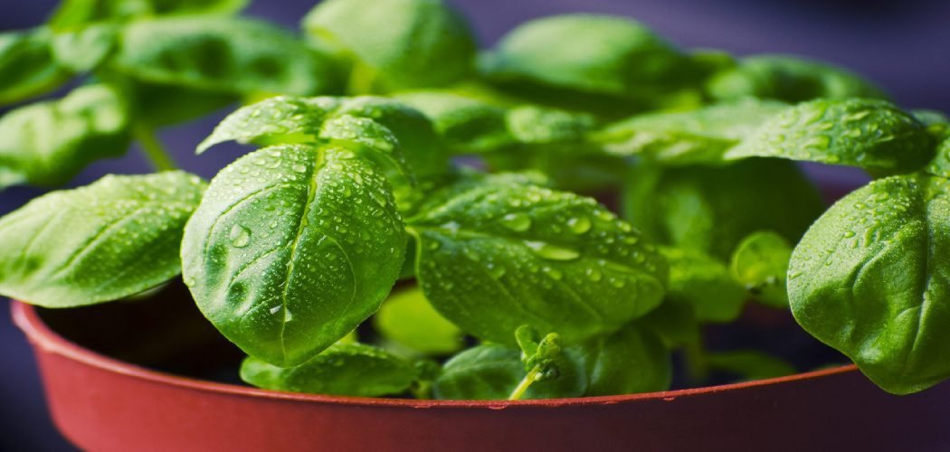 How to Care for Parsley Indoors