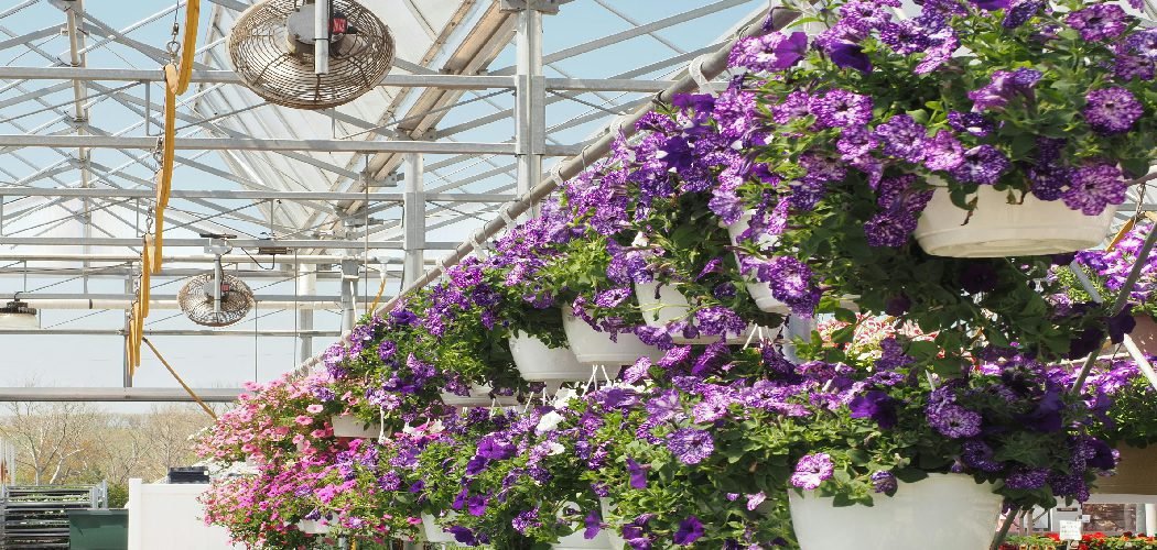 How to Care for Petunia Hanging Baskets