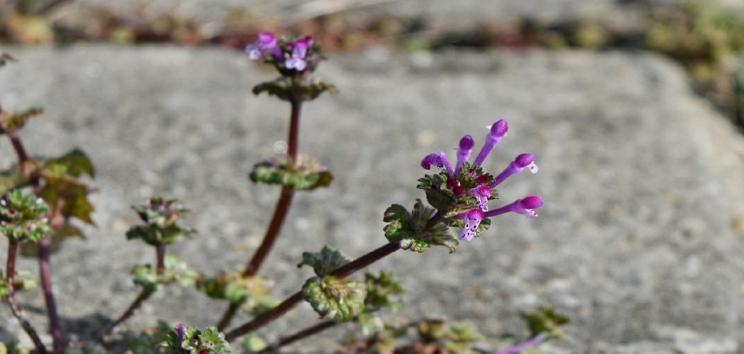 This guide will walk you through everything you need to know about how to control henbit in lawns, from proper identification to long-term prevention.