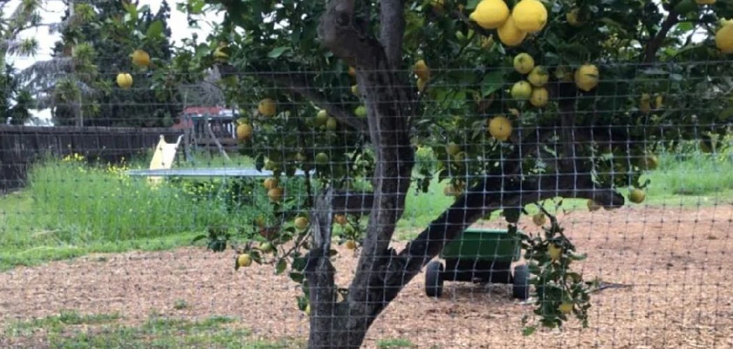 How to Cover Lemon Tree for Winter