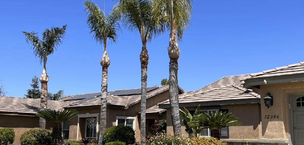 How to Cover Palm Trees from Frost