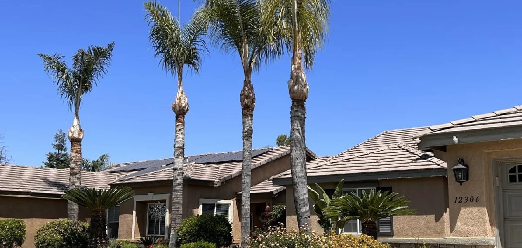 How to Cover Palm Trees from Frost
