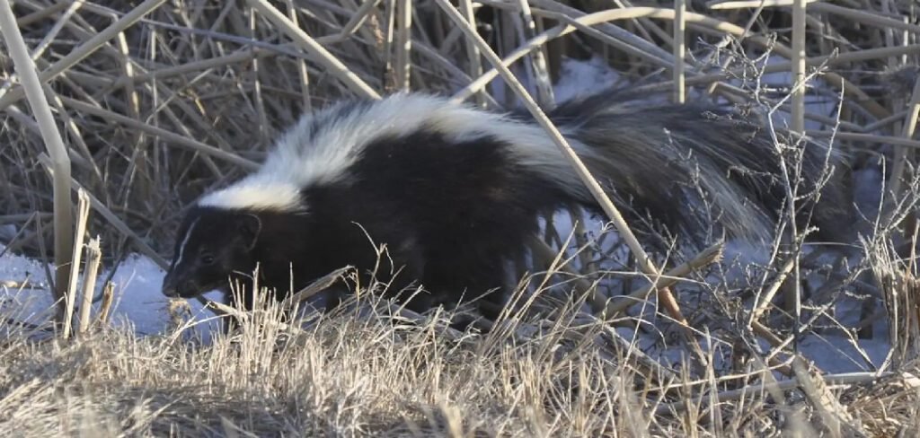 How to Deter Badgers