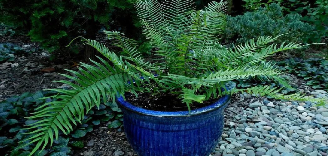 How to Fertilize Ferns in Pots