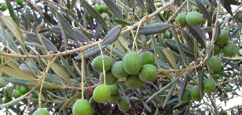 How to Fertilize Olive Trees