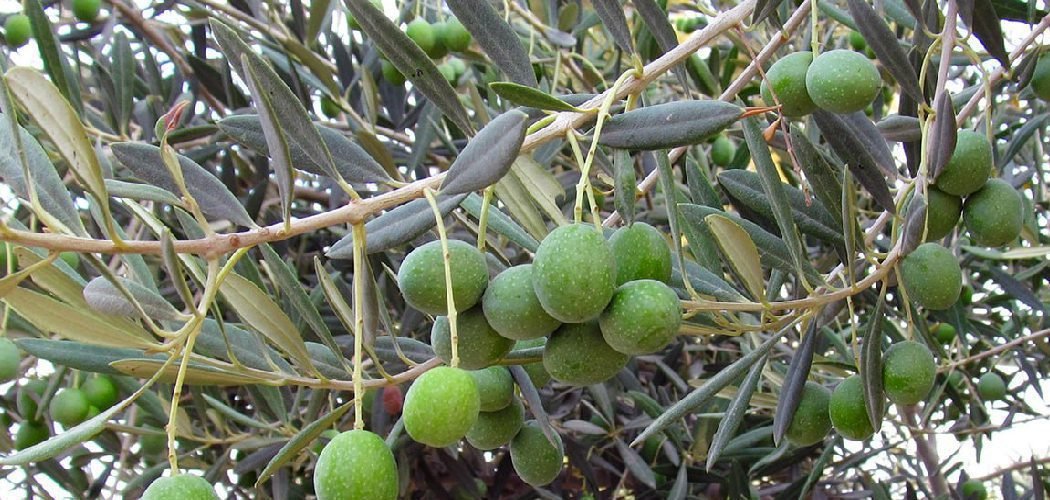 How to Fertilize Olive Trees