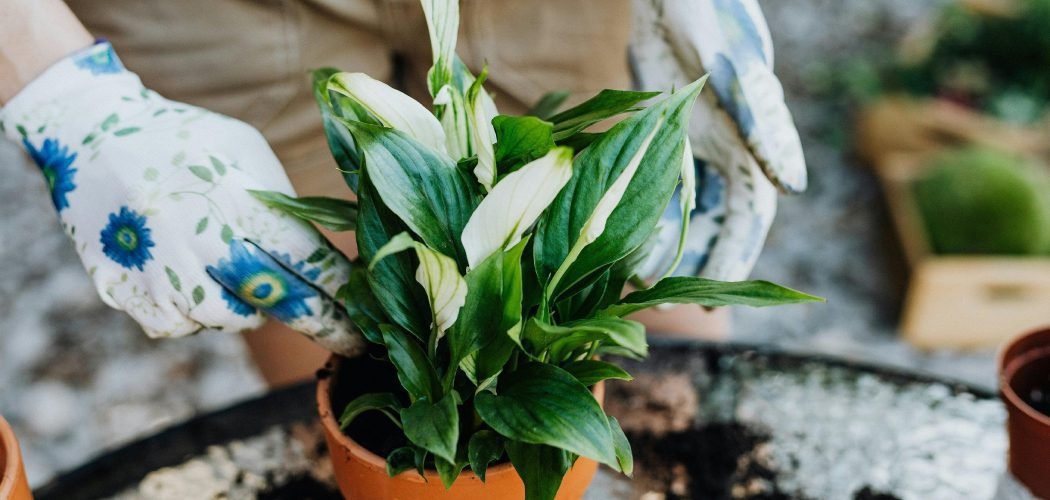 How to Fertilize Peace Lily