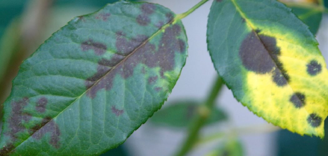 How to Fix Black Leaves on Plants