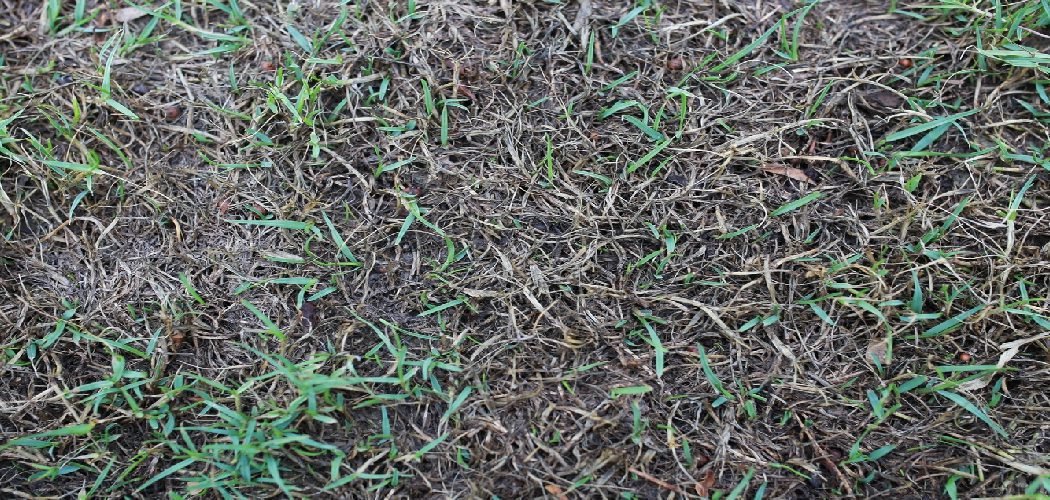 How to Fix Root Rot in Grass