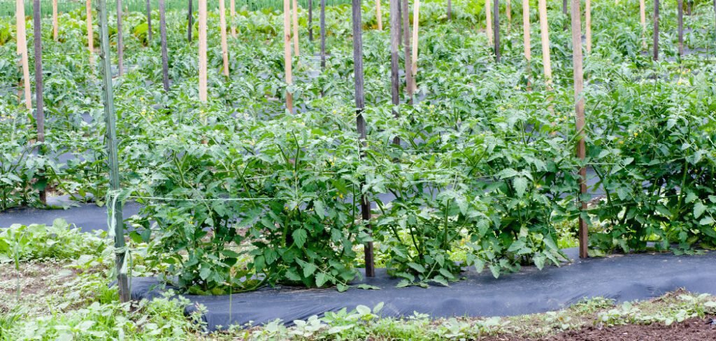 How to Fix a Bent Tomato Plant