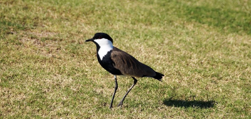 How to Get Rid of Magpies From Your Garden