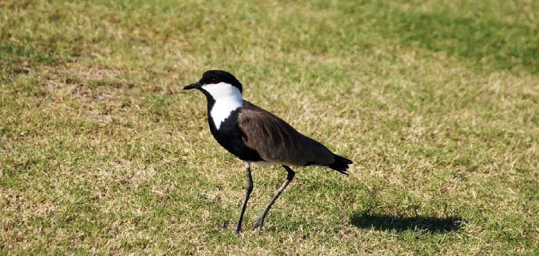 How to Get Rid of Magpies From Your Garden
