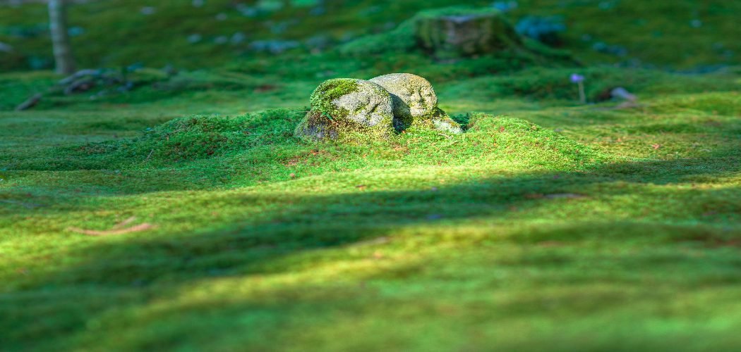 How to Grow Grass in Shady Mossy Areas