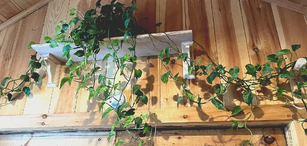 How to Hang Air Plants