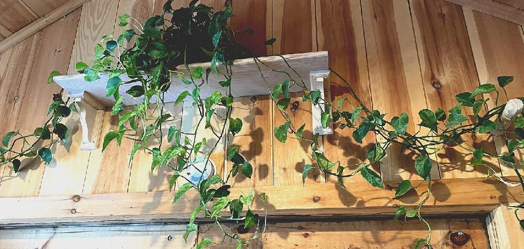 How to Hang Air Plants