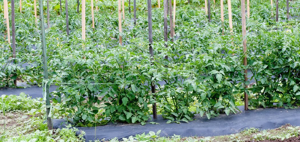 How to Harden Tomato Seedlings