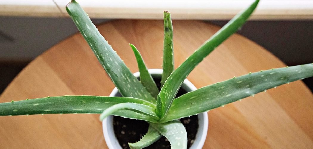 How to Heal Sick Plants