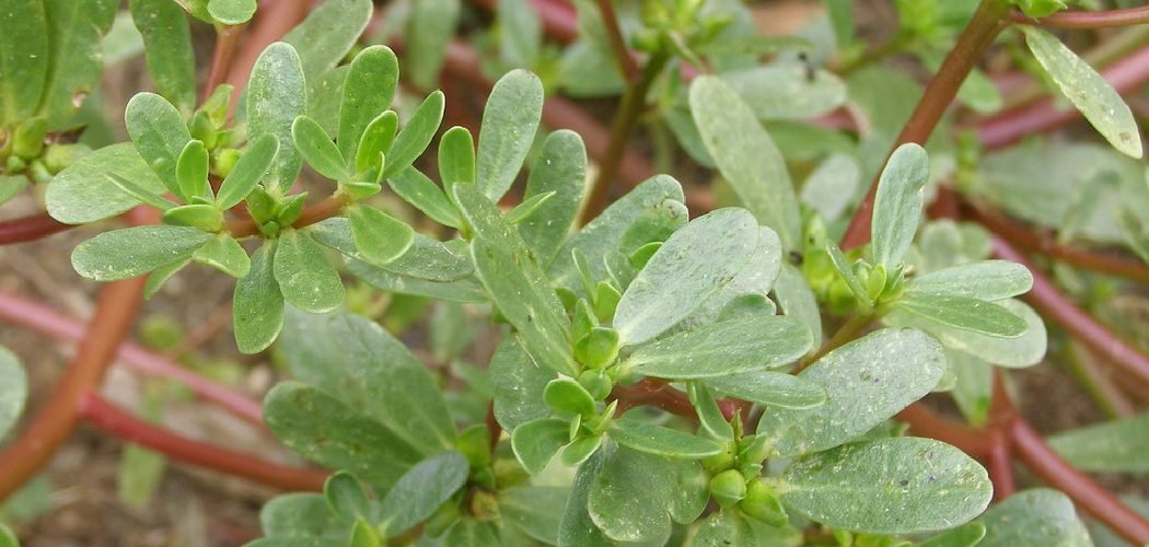 How to Identify Edible Purslane
