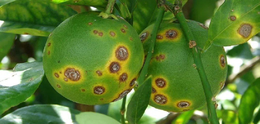 How to Keep Ants Away From Fruit Trees