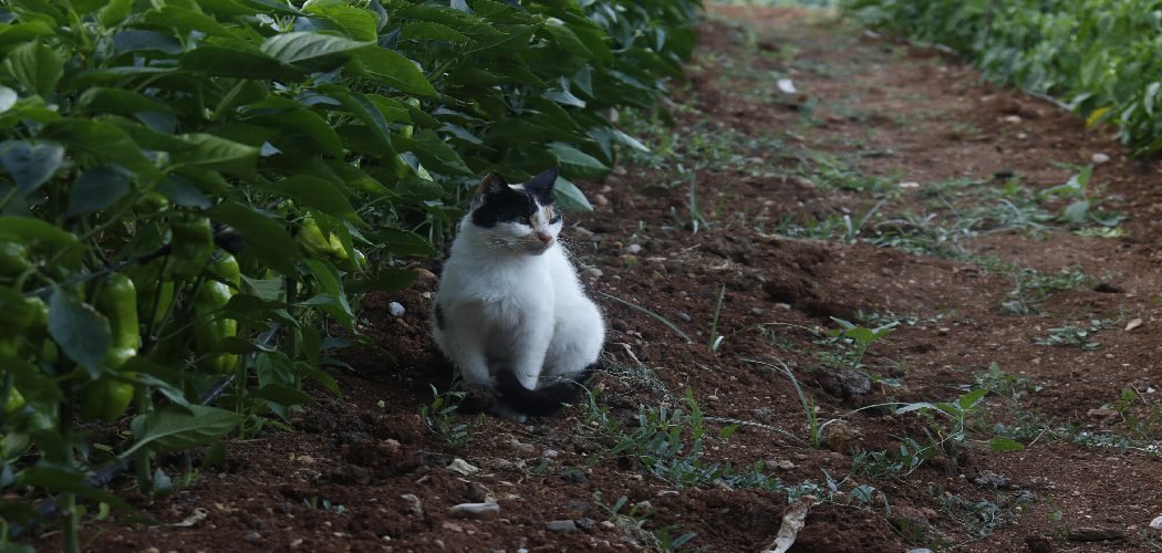 How to Keep Cats Out of Mulch