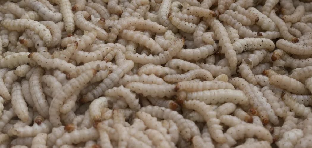 How to Keep Maggots Out of Compost Bin