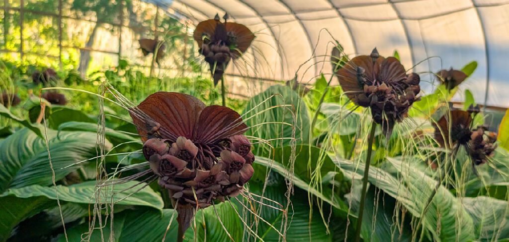 How to Keep Plants Warm in Winter Outside