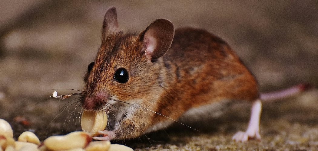 How to Keep Rats Off Fruit Trees