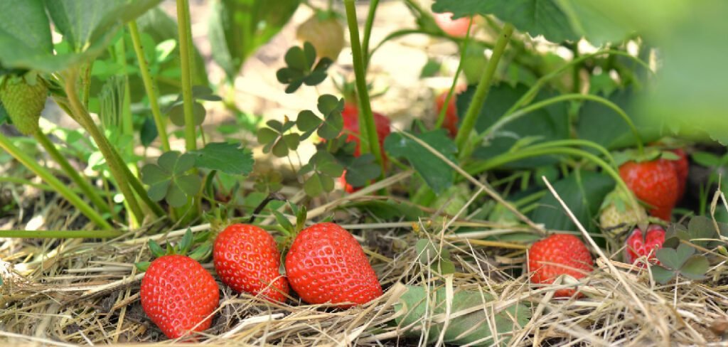 How to Keep Strawberries From Rotting on the Ground