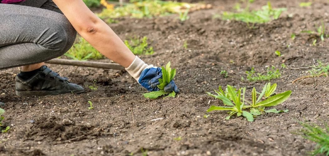 How to Keep Weeds Out of Mulched Areas