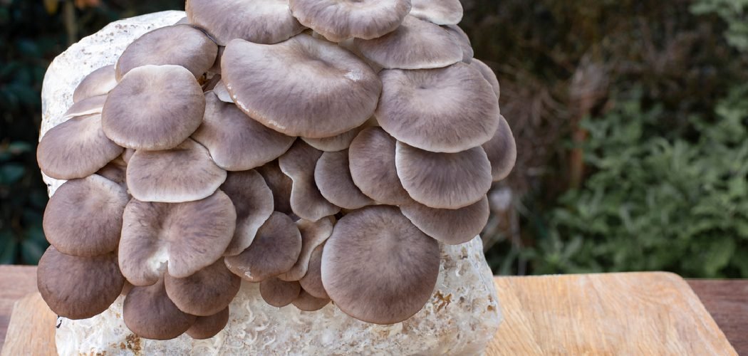 How to Keep a Mushroom Kit Going