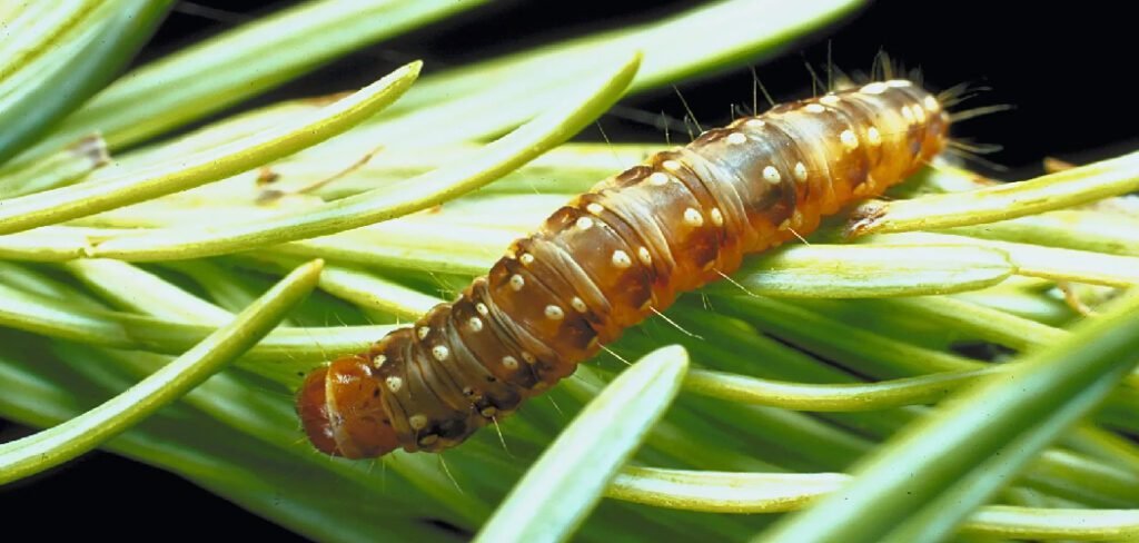 How to Kill Budworms