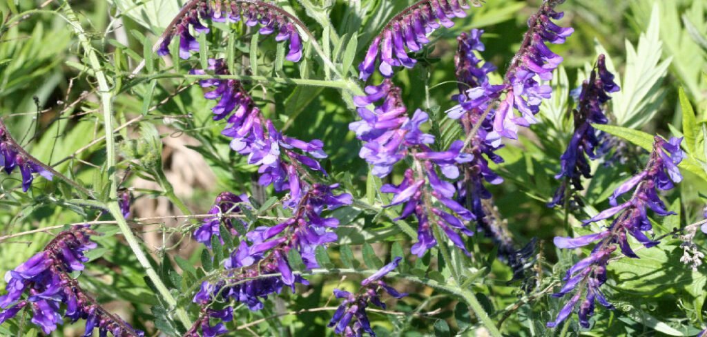 How to Kill Vetch